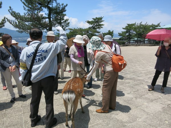 宮島をガイドしてもらいました