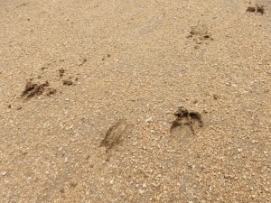 鹿の足跡